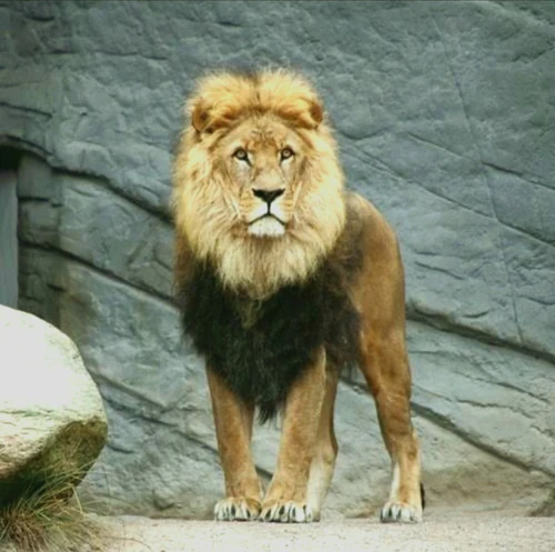 Kabul Zoo in Kabul — Zoo