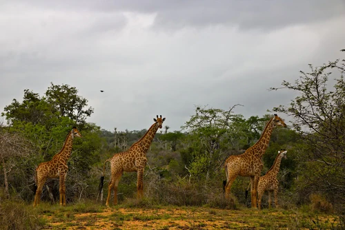 Parque Nacional do Quicama in Luanda — Nacionālais parks