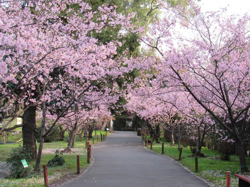 Jardín Japonés in Buenos Aires — বাগান
