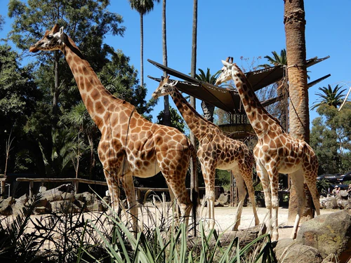 Zoo de Melbourne in Melbourne — Zoo