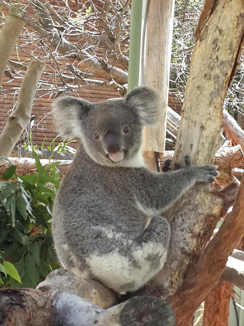 WILD LIFE Sydney Zoo — পার্ক, rated 4.1/5