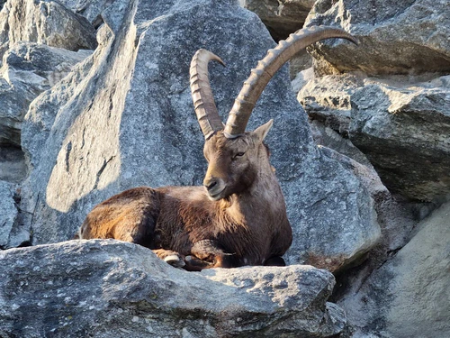 Alpenzoo Innsbruck - Tirol in Innsbruck — Zoo