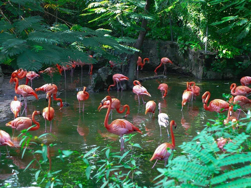 Ardastra Gardens & Wildlife Conservation Centre in Nassau — Zoo
