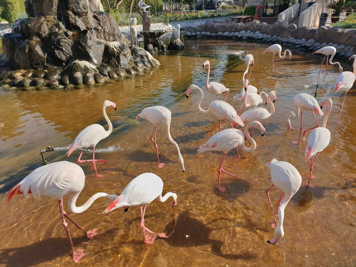 محمية محمد بن زايد الطبيعية in المنامة — Zoo