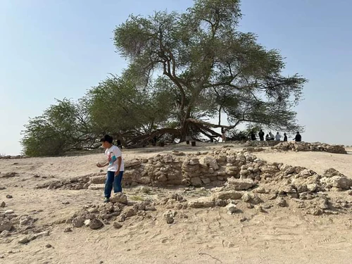 شجرة الحياة البحرين in المنامة