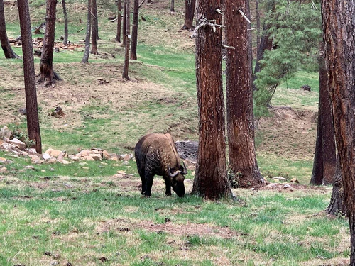 Royal Takin Preserve Motithang — Meraviglia naturale, rated 3.9/5