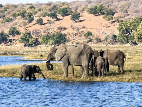 Chobe National Park in Gaborone — Park Kombëtar