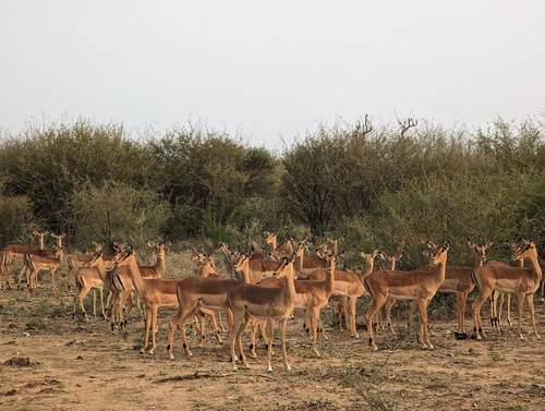 Madikwe Game Reserve in Gaborone — Mrekulli natyrore