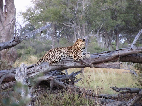 Moremi Game Reserve in Gaborone — Mrekulli natyrore