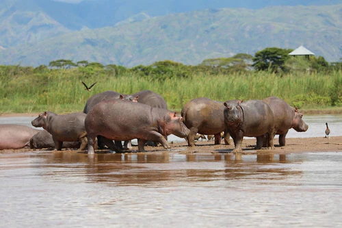 Rusizi National Park in Gitega — Nacionālais parks
