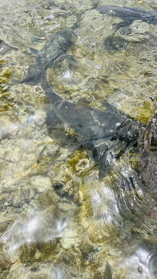 Shark Bay in Praia