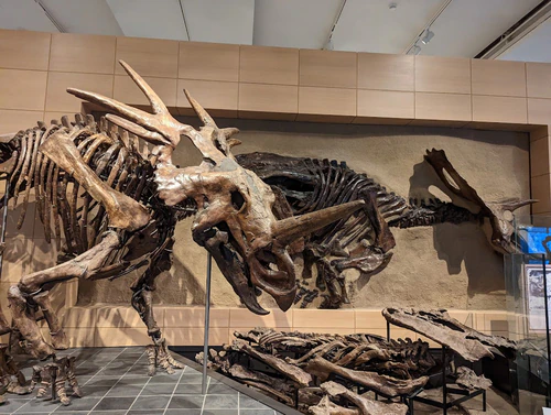 Canadian Museum of Nature / Musée canadien de la nature in Ottawa — Museum