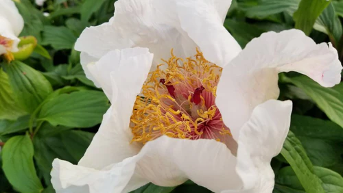 Toronto Botanical Garden — Tuin, rated 4.6/5