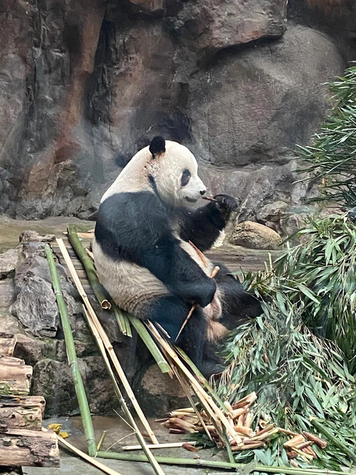 Beijing Dierenpark — Zoo, rated 3.9/5