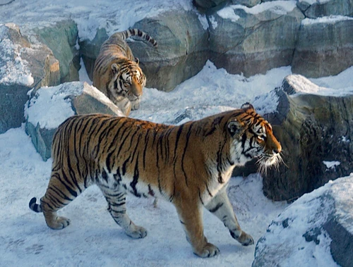 Siberia Tiger Park — Zoo, rated 4.2/5