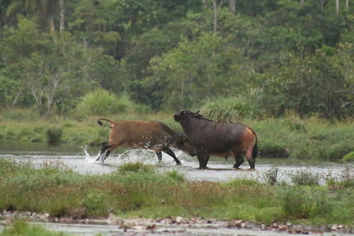 Odzala-Kokoua National Park in Brazavila — Nacionālais parks