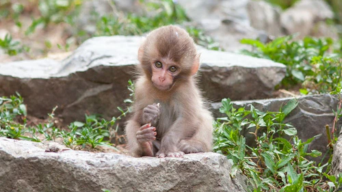 Zoological and Botanical Park of Brazzaville in Brazavila — Zoo