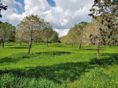 Pattihio Forest Park — Park, rated 4.4/5