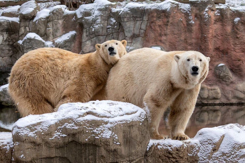 Brno zoološki vrt in Brno — Zoo