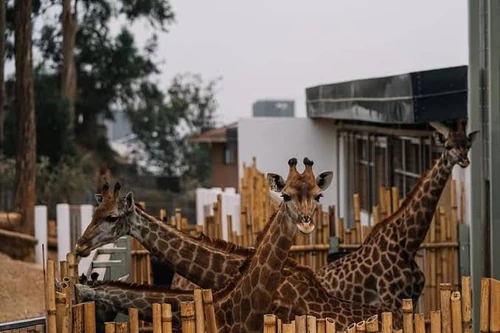 Unity Park Zoo in Addis Abeba — Zoo