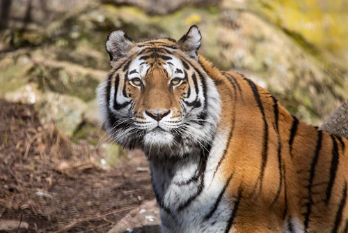 Zoov Korkeasaari in Helsinki — Zoo