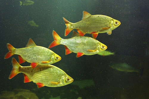 Maretarium in Kotka — Aquarium