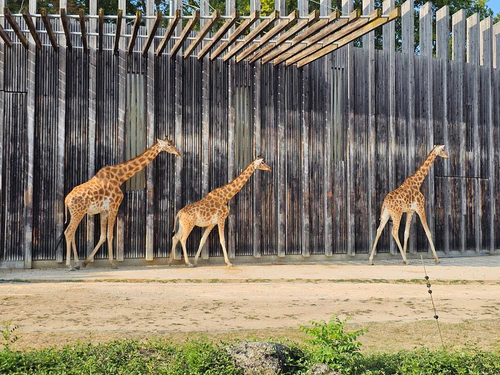 Zoo di Lione — Zoo, rated 4.3/5
