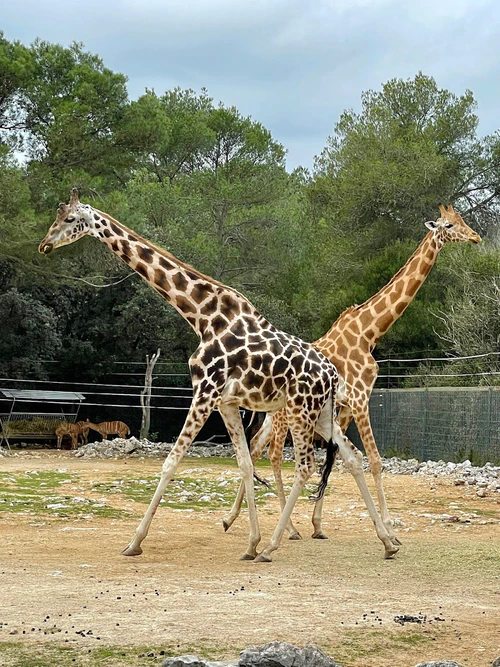 Zoo de Montpellier — Zoo, rated 4.1/5