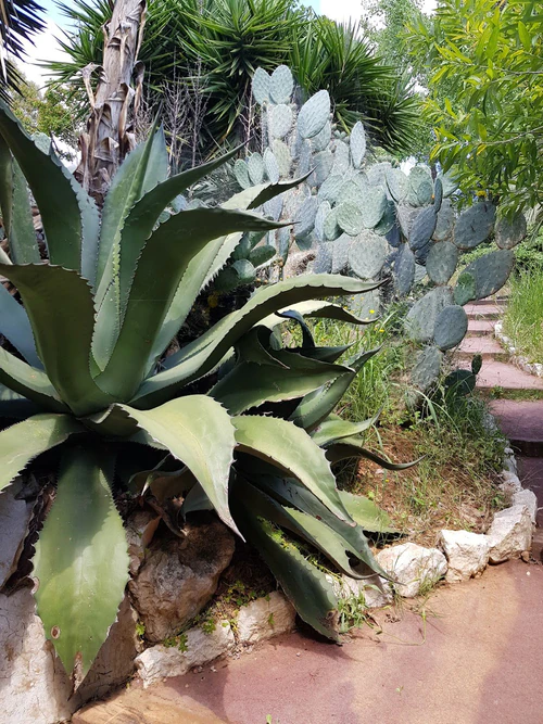Jardin botanique de Nice — বাগান, rated 4.3/5