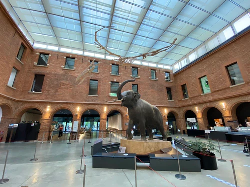 Muséum de Toulouse in Toulouse — মিউজিয়াম