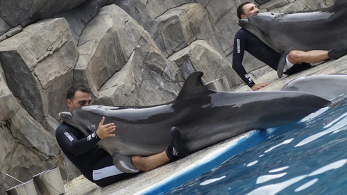 Batumi Dolphinarium in Batumi — Aquarium