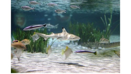 SEA LIFE Oberhausen — Aquarium, rated 4/5