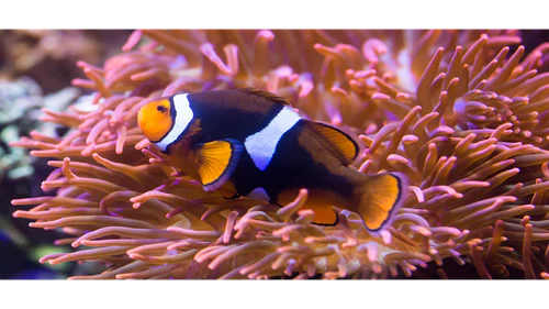 SEA LIFE Hannover — Aquarium, rated 4/5