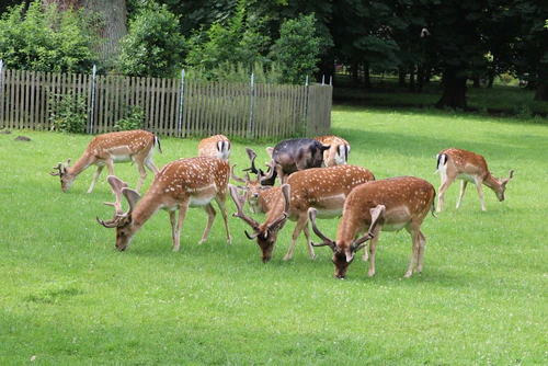 Tiergarten Hannover — Zoo, rated 4.6/5