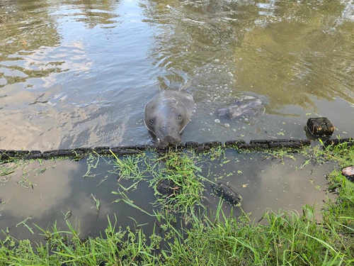 Guyana National Park in Georgetown — Nationaal park