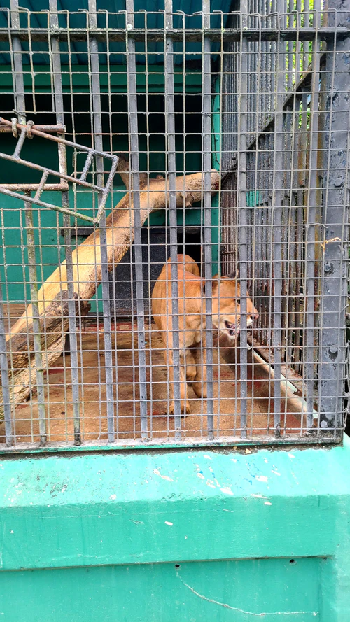 Guyana Zoo in Georgetown — Zoo