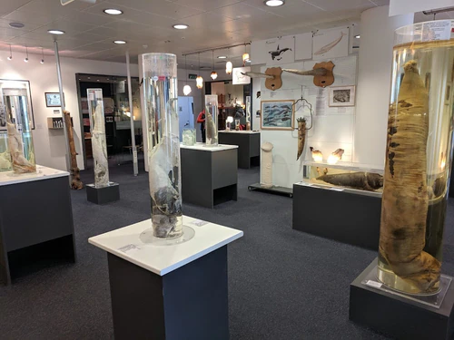 Islandski muzej Phallusologije in Reykjavík — Muzej