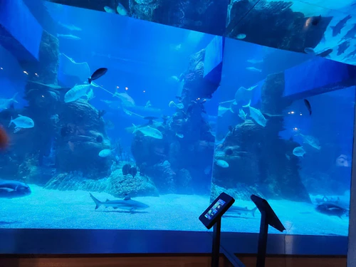 Jakarta AQuarium Safari in Jakarta — Aquarium