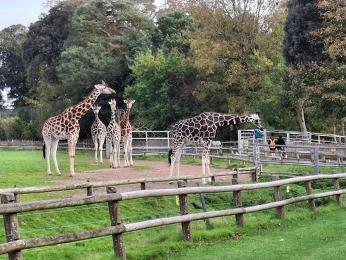Fota Wildlife Park in Cork — Zoo