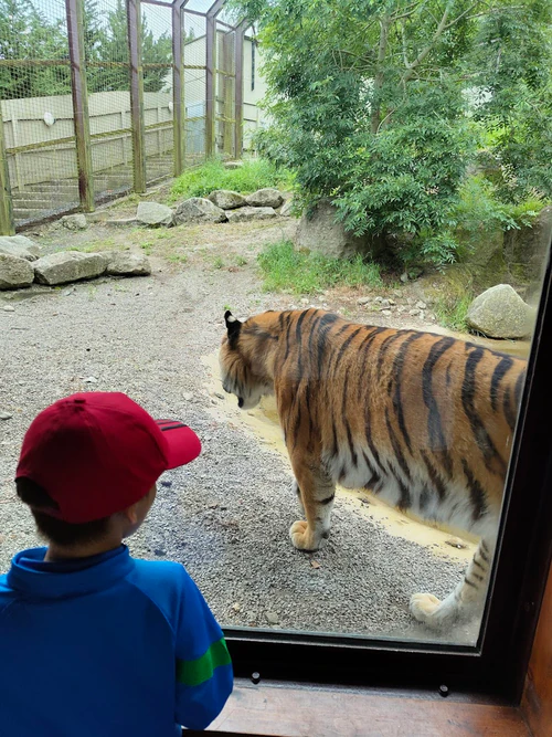 Dublin Zoo in Dublin — Zoo