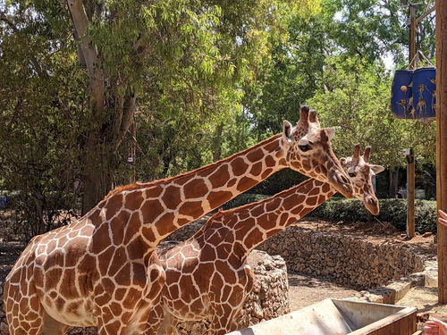 Ramat Gan Safari — Zoo, rated 4.3/5