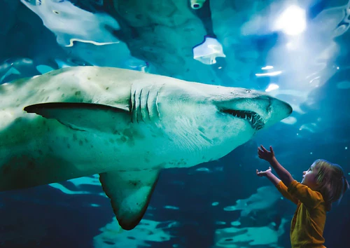 Aquarium of Cattolica — Aquarium, rated 3.9/5