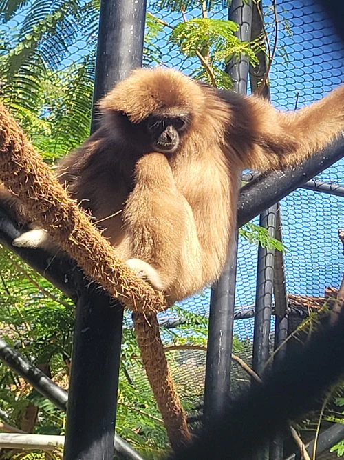 Hope Zoo Beleidsfonds in Kingston — Zoo