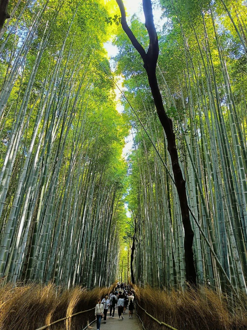 Arashiyama Bamboo Forest — Pamätihodnosť, rated 4.3/5