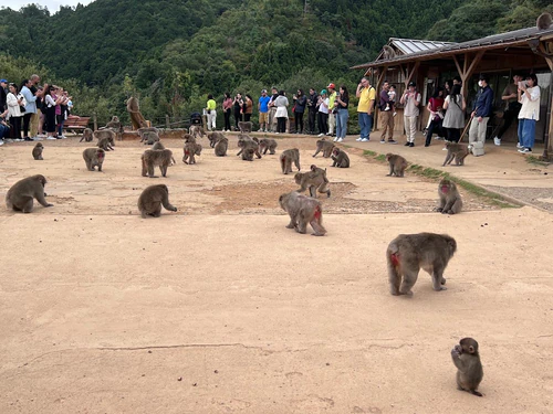 Arashiyama Monkey Park Iwatayama — Zoo, rated 4.5/5