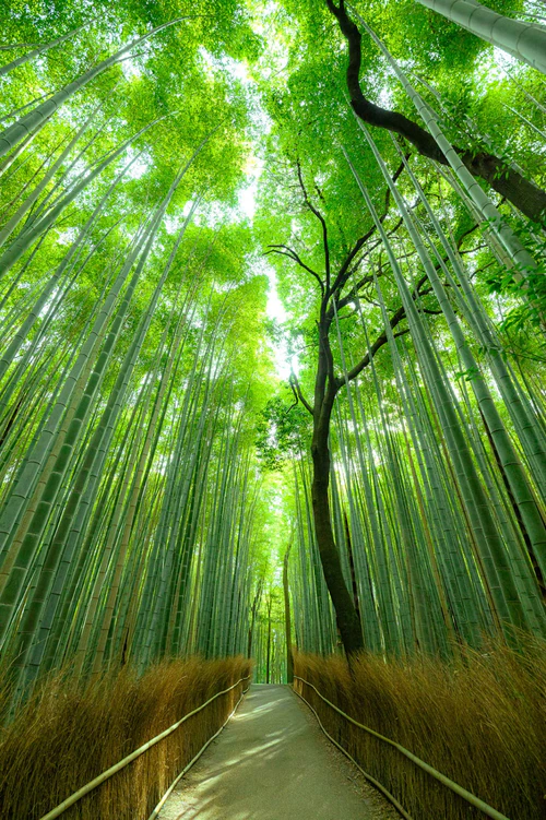 Arashiyama — Pamätihodnosť, rated 4.5/5