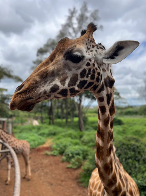 Giraffe Centre in Nairobi — Natuurwonder