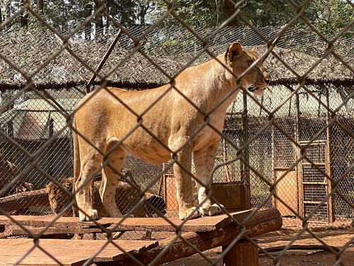Nairobi Dierentegenstelling in Nairobi — Park