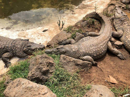 Nairobi Mamba Village — Parque, rated 4/5