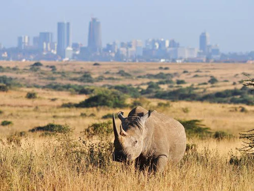 Nairobi National Park in Nairobi — Nationaal park